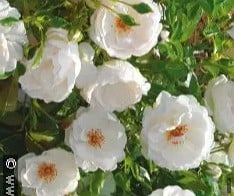 Kakwa kaufen, clicken für mehr Details Kakwa