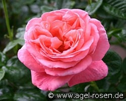 Kore kaufen, clicken für mehr Details Kore