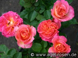 La Passionata kaufen, clicken für mehr Details La Passionata