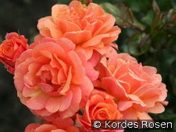 Lambada kaufen, clicken für mehr Details Lambada