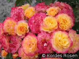 Landlust kaufen, clicken für mehr Details Landlust