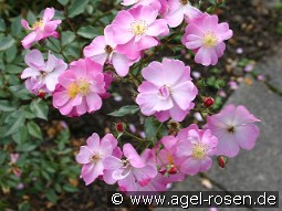 Lavender Dream kaufen, clicken für mehr Details Lavender Dream