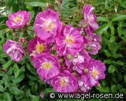 Lavender Friendship kaufen, clicken für mehr Details Lavender Friendship