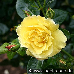 Lichtkönigin Lucia kaufen, clicken für mehr Details Lichtkönigin Lucia