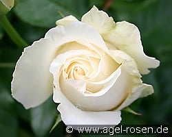 Lina Renaissance kaufen, clicken für mehr Details Lina Renaissance