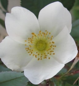 Louis Riel kaufen, clicken für mehr Details Louis Riel