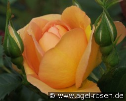 Maigold kaufen, clicken für mehr Details Maigold