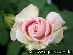Malerrose 'Claude Monet' kaufen, clicken für mehr Details Malerrose 'Claude Monet'
