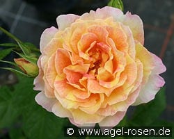 Malerrose 'Rose des Cisterciens' kaufen, clicken für mehr Details Malerrose 'Rose des Cisterciens'