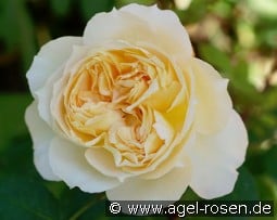 Marc-Antoine Charpentier kaufen, clicken für mehr Details Marc-Antoine Charpentier