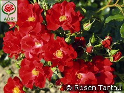 Matador kaufen, clicken für mehr Details Matador