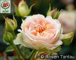 Matthias Claudius Rose kaufen, clicken für mehr Details Matthias Claudius Rose