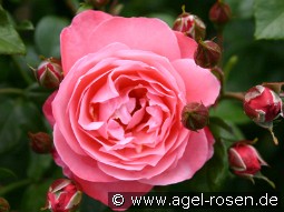 Mein schöner Garten kaufen, clicken für mehr Details Mein schöner Garten