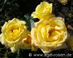 Michka kaufen, clicken für mehr Details Michka