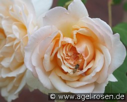 Mme. Paule Massad kaufen, clicken für mehr Details Mme. Paule Massad