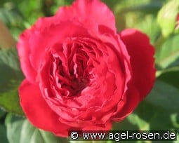 Nadia Renaissance kaufen, clicken für mehr Details Nadia Renaissance