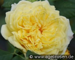 Nelson Montfort kaufen, clicken für mehr Details Nelson Montfort