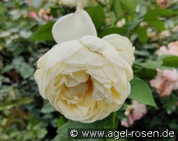 Nina Renaissance kaufen, clicken für mehr Details Nina Renaissance