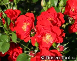 Paprika kaufen, clicken für mehr Details Paprika