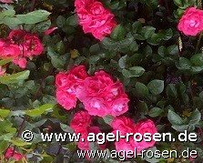Rose ‘Party Hardy‘ (wurzelnackte Rose)