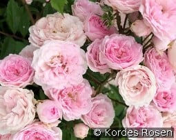 Pashmina '23 kaufen, clicken für mehr Details Pashmina '23