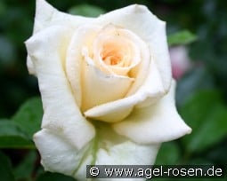 Pauline kaufen, clicken für mehr Details Pauline