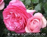 Pink Eden Rose kaufen, clicken für mehr Details Pink Eden Rose