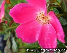 Pink Home Run kaufen, clicken für mehr Details Pink Home Run