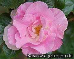 Pink Robusta kaufen, clicken für mehr Details Pink Robusta