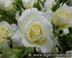 Polarexpress syn Perla Bianca kaufen, clicken für mehr Details Polarexpress syn Perla Bianca