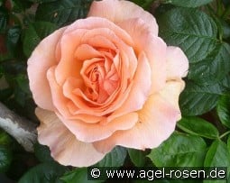 Polka 91 syn Lord Byron kaufen, clicken für mehr Details Polka 91 syn Lord Byron