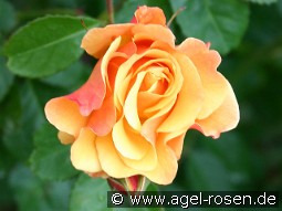 Postillion kaufen, clicken für mehr Details Postillion