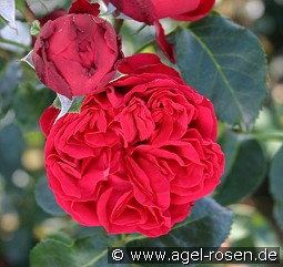 Red Eden Rose kaufen, clicken für mehr Details Red Eden Rose