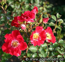 Red Meidiland kaufen, clicken für mehr Details Red Meidiland