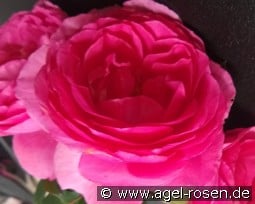 Renée van Wegberg Essbare Rose kaufen, clicken für mehr Details Renée van Wegberg Essbare Rose