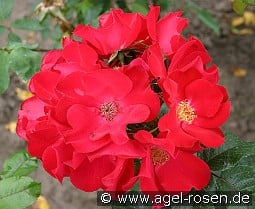 Robusta kaufen, clicken für mehr Details Robusta