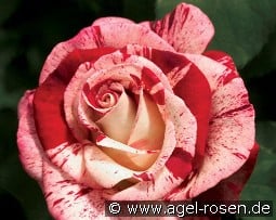 Rock & Roll kaufen, clicken für mehr Details Rock & Roll