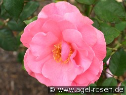 Romanze kaufen, clicken für mehr Details Romanze