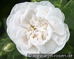 Rosa alba Maxima kaufen, clicken für mehr Details Rosa alba Maxima