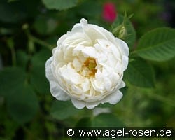 Rosa alba Suaveolens kaufen, clicken für mehr Details Rosa alba Suaveolens