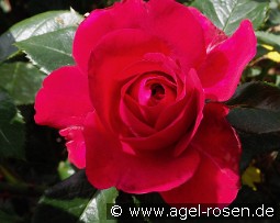 Rose Clos Vougeot kaufen, clicken für mehr Details Rose Clos Vougeot