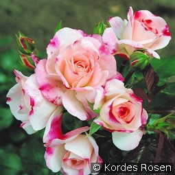 Rosenstadt Freising kaufen, clicken für mehr Details Rosenstadt Freising