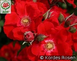 Roter Korsar kaufen, clicken für mehr Details Roter Korsar