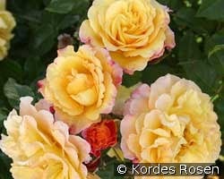 Rugelda kaufen, clicken für mehr Details Rugelda