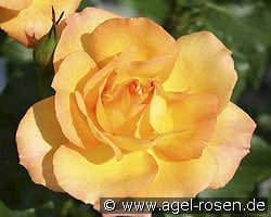 Sahara kaufen, clicken für mehr Details Sahara