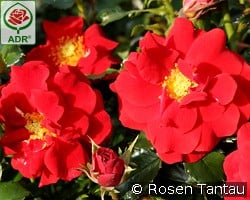 Salsa kaufen, clicken für mehr Details Salsa