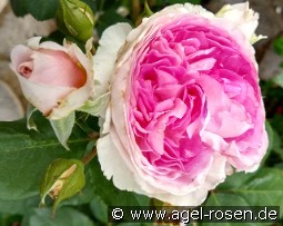 Saphir kaufen, clicken für mehr Details Saphir