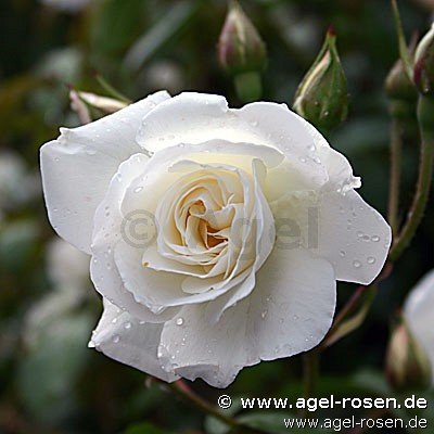 Rose ‘Schneewittchen‘ (Halbstamm (~65cm) im 8l Topf (Präsentrose))