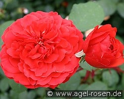 Shalom kaufen, clicken für mehr Details Shalom