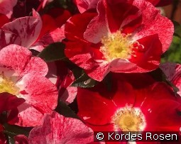 Simsalabim syn. Marburg 800 kaufen, clicken für mehr Details Simsalabim syn. Marburg 800